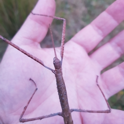 Ctenomorpha marginipennis (Margin-winged stick insect) at Tinderry, NSW - 20 Mar 2023 by danswell