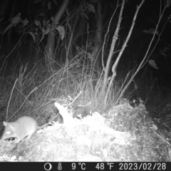 Antechinus sp. (genus) at Undefined Area - suppressed