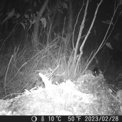 Antechinus sp. (genus) at Undefined Area - suppressed