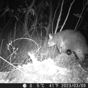 Trichosurus vulpecula at Tinderry, NSW - 9 Mar 2023