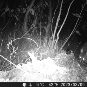 Trichosurus vulpecula at Tinderry, NSW - 9 Mar 2023