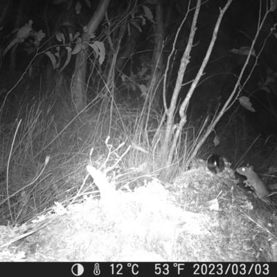 Rattus rattus (Black Rat) at Mt Holland - 2 Mar 2023 by danswell