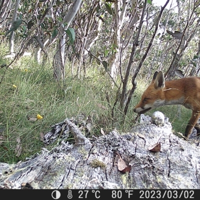 Vulpes vulpes (Red Fox) at Mt Holland - 2 Mar 2023 by danswell