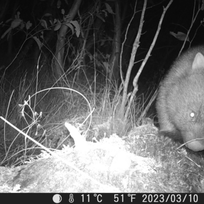 Vombatus ursinus (Common wombat, Bare-nosed Wombat) at Mt Holland - 10 Mar 2023 by danswell