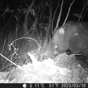 Vombatus ursinus at Tinderry, NSW - 10 Mar 2023