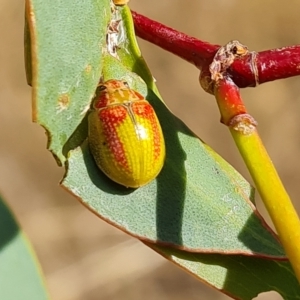 Paropsisterna pictipes at Wambrook, NSW - 20 Mar 2023