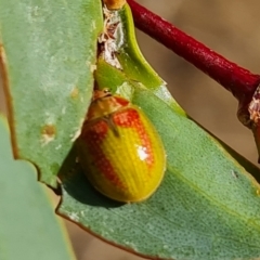 Paropsisterna pictipes at Wambrook, NSW - 20 Mar 2023