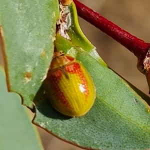 Paropsisterna pictipes at Wambrook, NSW - 20 Mar 2023