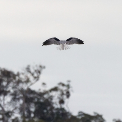 Elanus axillaris (Black-shouldered Kite) at Harrison, ACT - 20 Mar 2023 by pjpiper