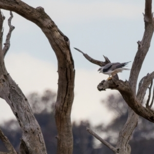 Elanus axillaris at Harrison, ACT - 20 Mar 2023