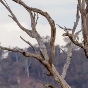 Elanus axillaris at Harrison, ACT - 20 Mar 2023