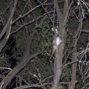 Pseudocheirus peregrinus at Tinderry, NSW - 19 Mar 2023