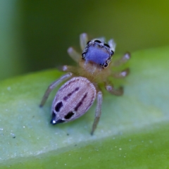 Maratus scutulatus at Hornsby Heights, NSW - 18 Mar 2023 by KorinneM