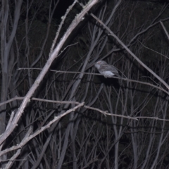 Podargus strigoides (Tawny Frogmouth) at Mt Holland - 19 Mar 2023 by danswell