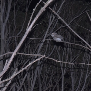 Podargus strigoides at Tinderry, NSW - 19 Mar 2023 09:03 PM