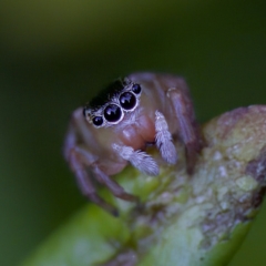 Maratus scutulatus (A jumping spider) at Hornsby Heights, NSW - 18 Mar 2023 by KorinneM