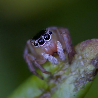 Maratus scutulatus (A jumping spider) at Hornsby Heights, NSW - 18 Mar 2023 by KorinneM