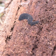 Onychophora sp. (phylum) at Tinderry, NSW - 20 Mar 2023