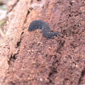 Onychophora sp. (phylum) at Tinderry, NSW - 20 Mar 2023