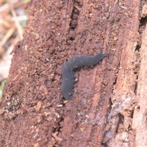 Onychophora sp. (phylum) at Tinderry, NSW - 20 Mar 2023