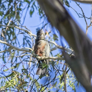 Callocephalon fimbriatum at Majors Creek, NSW - suppressed