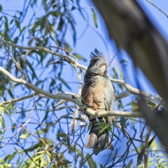 Callocephalon fimbriatum at Majors Creek, NSW - suppressed