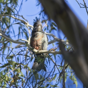 Callocephalon fimbriatum at Majors Creek, NSW - suppressed