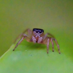 Unverified Spider by KorinneM