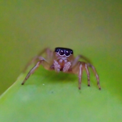 Unidentified Spider (Araneae) at Hornsby Heights, NSW - 18 Mar 2023 by KorinneM