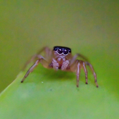 Unidentified Spider (Araneae) at Hornsby Heights, NSW - 18 Mar 2023 by KorinneM