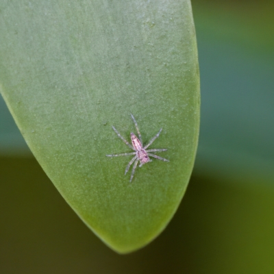 Helpis minitabunda at Hornsby Heights, NSW - 18 Mar 2023 by KorinneM