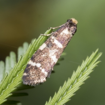Lepidoscia confluens (A Case moth) at Macquarie, ACT - 22 Feb 2023 by AlisonMilton