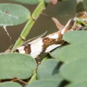 Macrobathra desmotoma at Macquarie, ACT - 23 Feb 2023