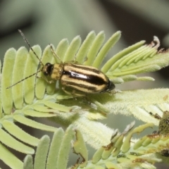 Monolepta froggatti (Leaf beetle) at Red Hill, ACT - 12 Mar 2023 by AlisonMilton