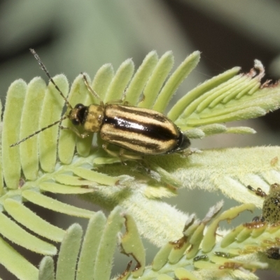 Monolepta froggatti (Leaf beetle) at Red Hill, ACT - 12 Mar 2023 by AlisonMilton