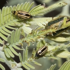 Monolepta froggatti at Red Hill, ACT - 13 Mar 2023