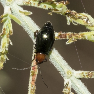 Adoxia benallae (Leaf beetle) at Red Hill, ACT - 12 Mar 2023 by AlisonMilton