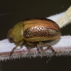 Calomela parilis (Leaf beetle) at Red Hill, ACT - 12 Mar 2023 by AlisonMilton