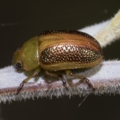 Calomela parilis (Leaf beetle) at Red Hill, ACT - 13 Mar 2023 by AlisonMilton