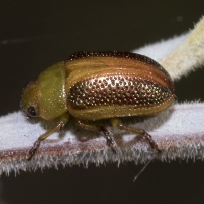 Calomela parilis (Leaf beetle) at Red Hill, ACT - 12 Mar 2023 by AlisonMilton