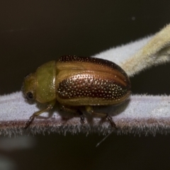 Calomela parilis at Red Hill Nature Reserve - 13 Mar 2023 08:45 AM