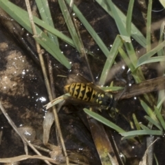 Vespula germanica (German Yellowjacket Wasp (also known as European Wasp)) at Deakin, ACT - 13 Mar 2023 by AlisonMilton