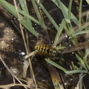 Vespula germanica at Deakin, ACT - 13 Mar 2023 10:02 AM