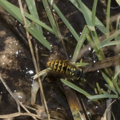 Vespula germanica (German Yellowjacket Wasp (also known as European Wasp)) at Deakin, ACT - 13 Mar 2023 by AlisonMilton