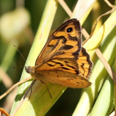 Heteronympha merope (Common Brown Butterfly) at Higgins, ACT - 12 Dec 2022 by AlisonMilton