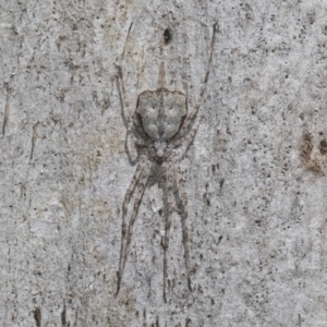 Tamopsis sp. (genus) at Higgins, ACT - 23 Dec 2022