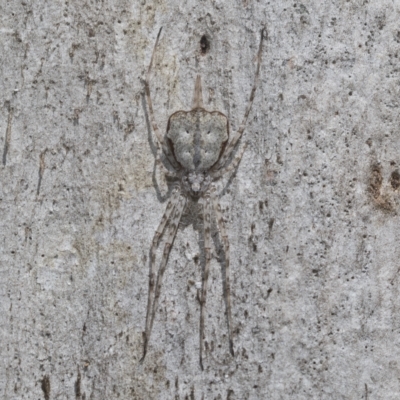 Tamopsis sp. (genus) (Two-tailed spider) at Higgins, ACT - 23 Dec 2022 by AlisonMilton