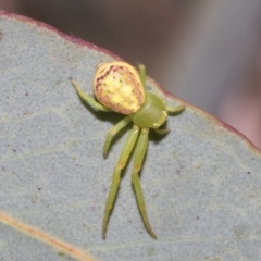 Lehtinelagia sp. (genus) (Flower Spider or Crab Spider) at Hawker, ACT - 26 Jan 2023 by AlisonMilton