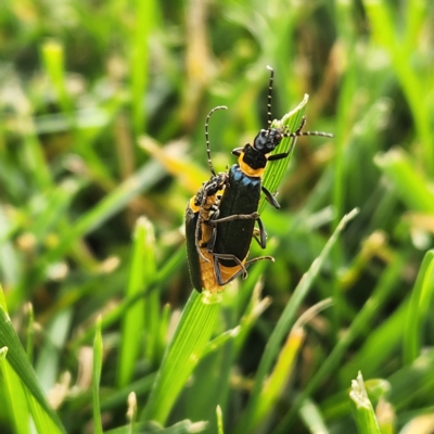 Chauliognathus lugubris (Plague Soldier Beetle) at Molonglo Valley, ACT - 20 Mar 2023 by AaronClausen