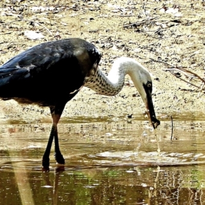 Ardea pacifica (White-necked Heron) at Crooked Corner, NSW - 13 Mar 2023 by Milly